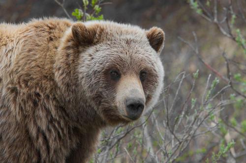 Roads in Canada can affect grizzly bear habitats: study Roads in Canada can affect grizzly bear habitats: study