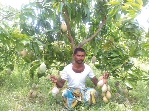 Why farmers are abandoning totapuri mango