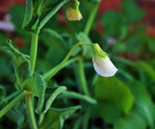 Pea flower Pea flower