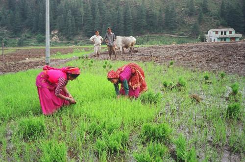 MGNREGA MGNREGA