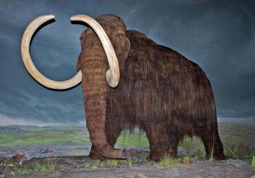 Extinct species Extinct species