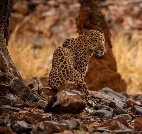 Human-wildlife conflict Human-wildlife conflict