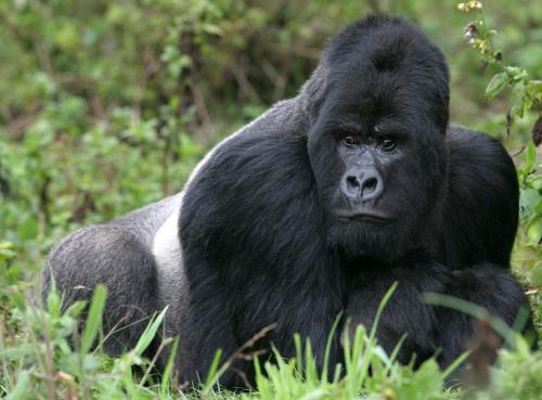 Mountain Gorillas back from the brink Mountain Gorillas back from the brink
