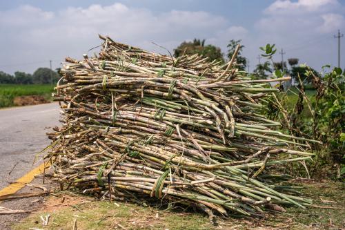 A stack of harvested sugar in Karnataka. India has released a new draft agriculture export policy. Credit: Getty Images A stack of harvested sugar in Karnataka. India has released a new draft agriculture export policy. Credit: Getty Images