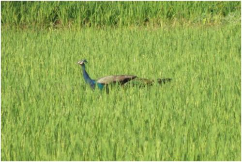 Peafowl Peafowl