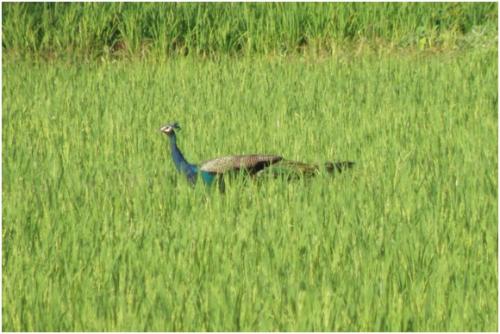 Researchers quantify damage caused by peafowl to farmers