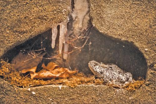 Scientists work towards inducing human hibernation to treat diseases