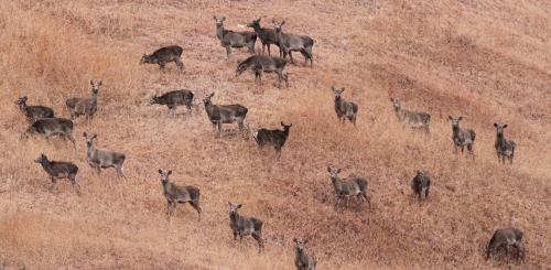 Kashmir: Why the Hangul’s future still hangs in the balance?