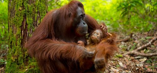 Why the WWF’s ‘Fortress Conservation’ model is ethically wrong