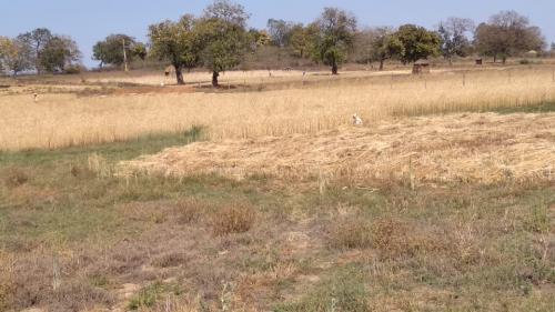 लॉकडाउन ग्रामीण अर्थव्यवस्था: कटाई में कुछ दिनों की देरी बर्बाद कर सकती है फसल  