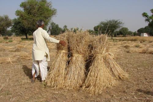 लॉकडाउन ग्रामीण अर्थव्यवस्था: आदेश के बाद भी थ्रेसिंग मशीन नहीं पहुंची राजस्थान