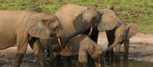 A losing battle to protect forest elephants in Central Africa   