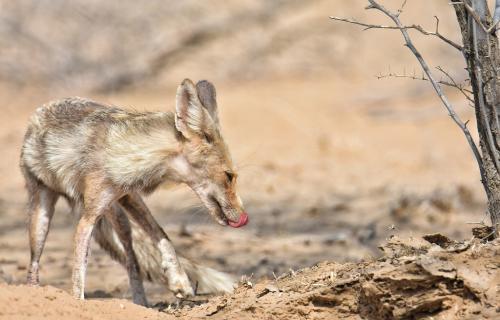 रेगिस्तान की लोमड़ियों में भी फैल रही है मेंज बीमारी, वन विभाग बेखबर
