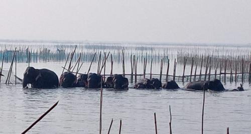 Elephants destroy prawn farms, fishing boats in Odisha 