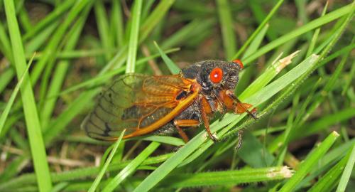 Prime numbers, cicadas, online classes: How a lecturer brought them together in IIT-Bombay