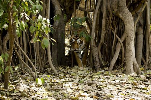 क्या जंगलों और जैवविविधता को बचाने के लिए संरक्षित क्षेत्र घोषित करना ही है काफी