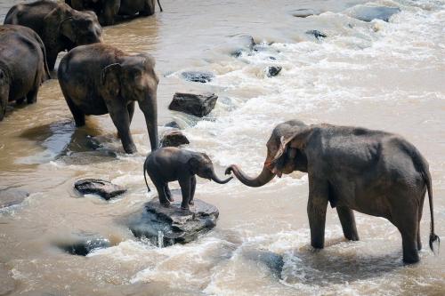 जीवों के संरक्षण के लिए बेहद मददगार हो सकता है उनकी आदतों और संस्कृति को समझना