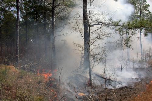 मोबाइल फोन सिग्नल की मदद से जंगल की आग से उठने वाले धुंए की मात्रा का लगाया जा सकता है पता