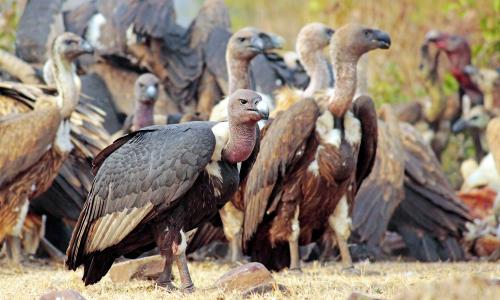 Drug debacle: Endangered vulture population still under threat 