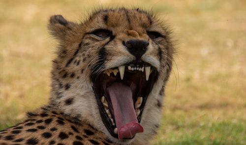 African cheetahs may adapt well to Kuno-Palpur: Dereck Joubert