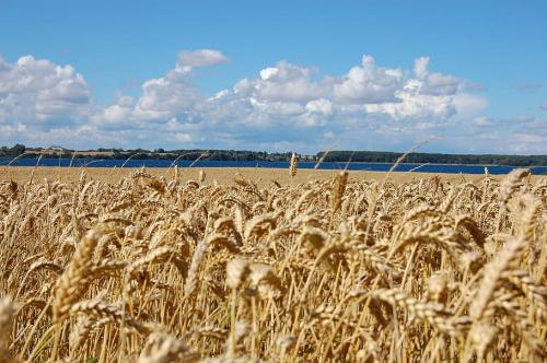 Denmark legally binds farmers to reduce GHGs emission by half in 9 years