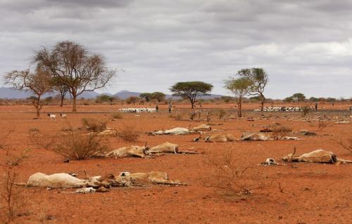 Scientists sound the alarm over drought in East Africa: What must happen next