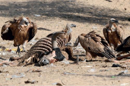 Drug debacle: Diclofenac was not the last threat for India’s vultures