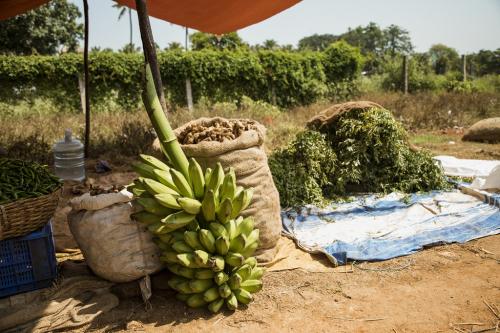 What does cluster development programme mean to India’s small farmers? 