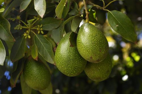 What actually makes avocados bad for the environment?