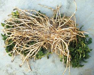 Mentha grows from the horizontal branches of the
parent plant. These branches are used for planting (Credit: CIMAP) Mentha grows from the horizontal branches of the
parent plant. These branches are used for planting (Credit: CIMAP)