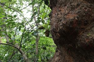 This 200-year-old jackfruit tree inside the fores still produces fruits for elephants, birds and Lion Tailed Macaques
Credit: Jemima Rohekar