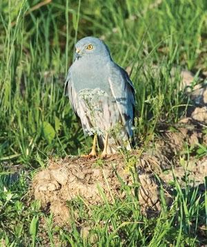 The number
of Montagu's
harrier
migrating to
the area from
Central Asia
and Europe
has dropped
dramatically (Photo: ISTOCKPHOTO)