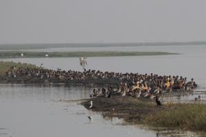 Photo: Ashis Senapati
