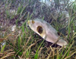 A pufferfish taking shelter at seagrass meadow. Photo: Vardhan Patankar/WCS-India