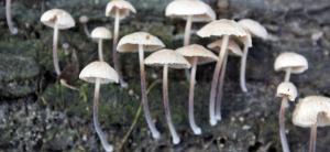 ‘Developing a Red List of India’s fungi is imperative’