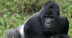‘Gorilla conservation shows that humans can right their wrongs’