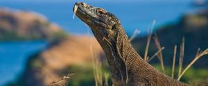 A Komodo Dragon against magnificent scenery on Komdo Island, Indonesia. Photo: Getty Images