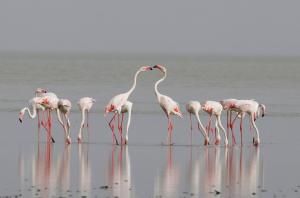 Every year, lesser and greater flamingos turn up in thousands at Rajasthan's Sambhar Salt Lake between the months of June and November. These migratory birds come here in search of food. But lately the pollution caused by illegal salt-making units has red