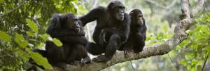 Nut-cracking chimpanzees, elephants reveal animals have intelligent cultures: Expert