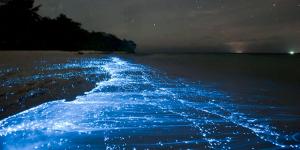 Sea sparkle blues: What sparkly tides mean for India’s marine ecosystems