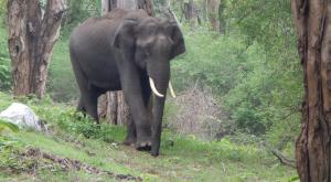 How Tamil Nadu villagers actually view ‘rogue’ elephants