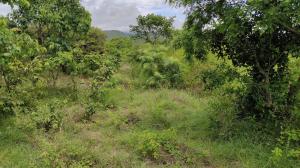 Why we need a road map for ecological restoration in India