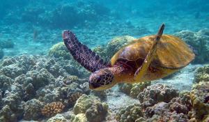 World Sea Turtle Day 2021: Seven reasons why marine turtles deserve their own day