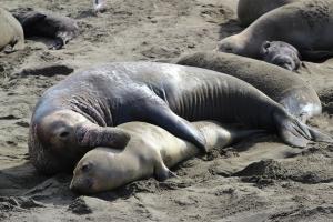 Darwin got sexual selection backwards, research suggests