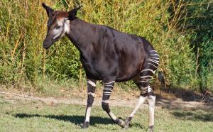 Colourising conservation is a work in progress