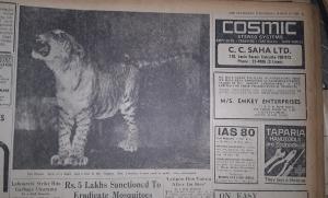 The forgotten tigons and litigons of Alipore Zoo and other hybrids