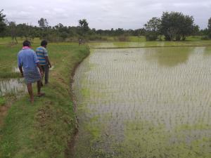 As part of Damasha, farmers decide how much land can be irrigated with help of the traditional distributor of water from the tank. Photo: Vishwanath S