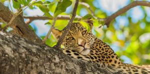 African leopard sighting raises hopes for their conservation in southern Cameroon