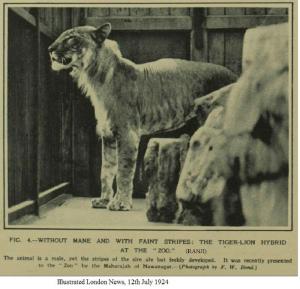 The forgotten tigons and litigons of Alipore Zoo and other hybrids: Part 2