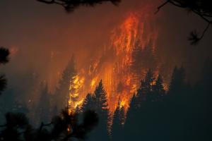 Global CO2 emissions from wildfires in July, August highest since 2003: Copernicus